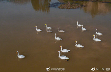 黄河湿地|平陆黄河湿地迎来首批越冬白天鹅