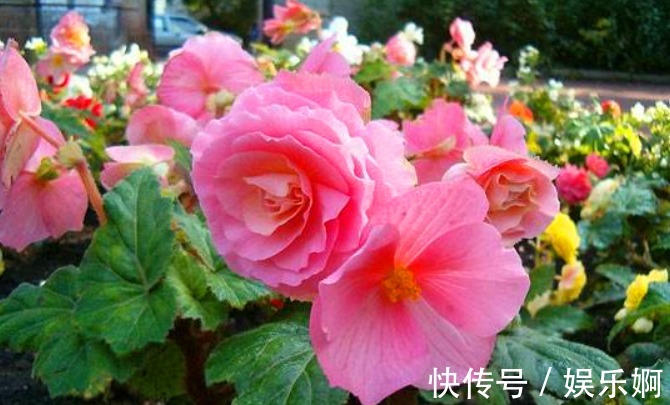 丝网状|有“1种花”是神圣之花,花色艳丽,花期长达100多天,回家快去养