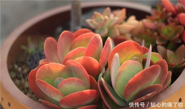 唐印,从菜到萌,从一到多!