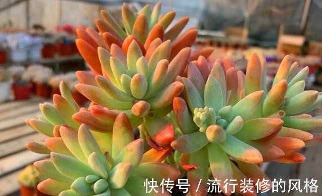 恢复|徒长的多肉是怎么恢复的？秋天你可以试试这2种方法
