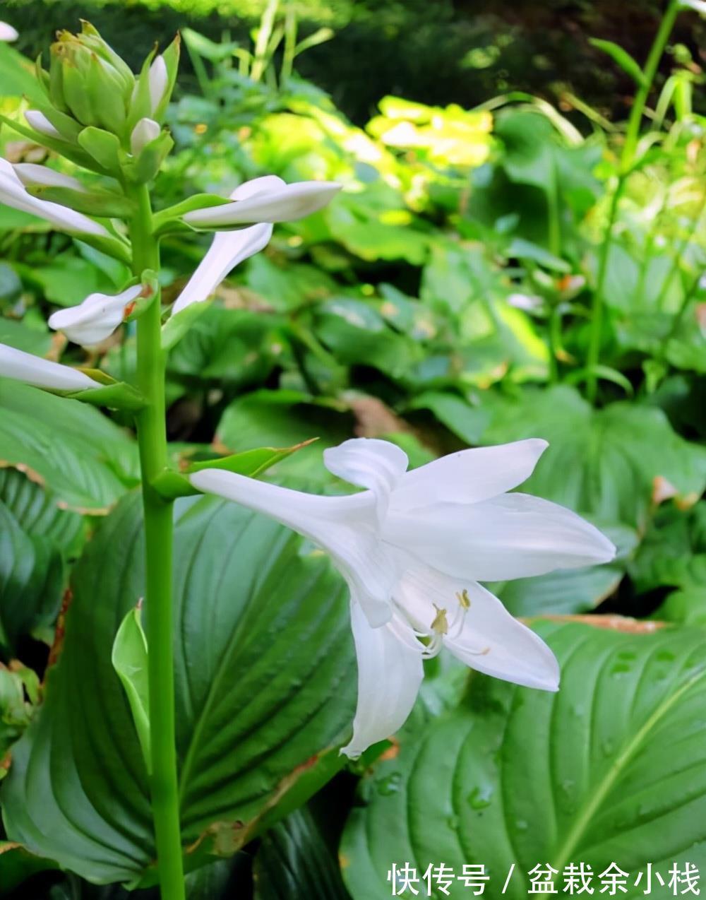旧土|养花常见问题汇总,这5种植物,你要注意这几点