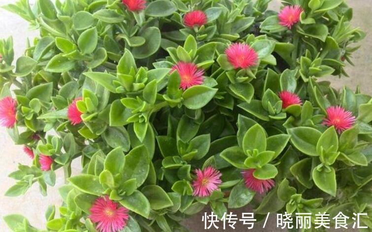 5种“彩色吊兰”，比绿萝更好看，关键是比绿萝好养的多