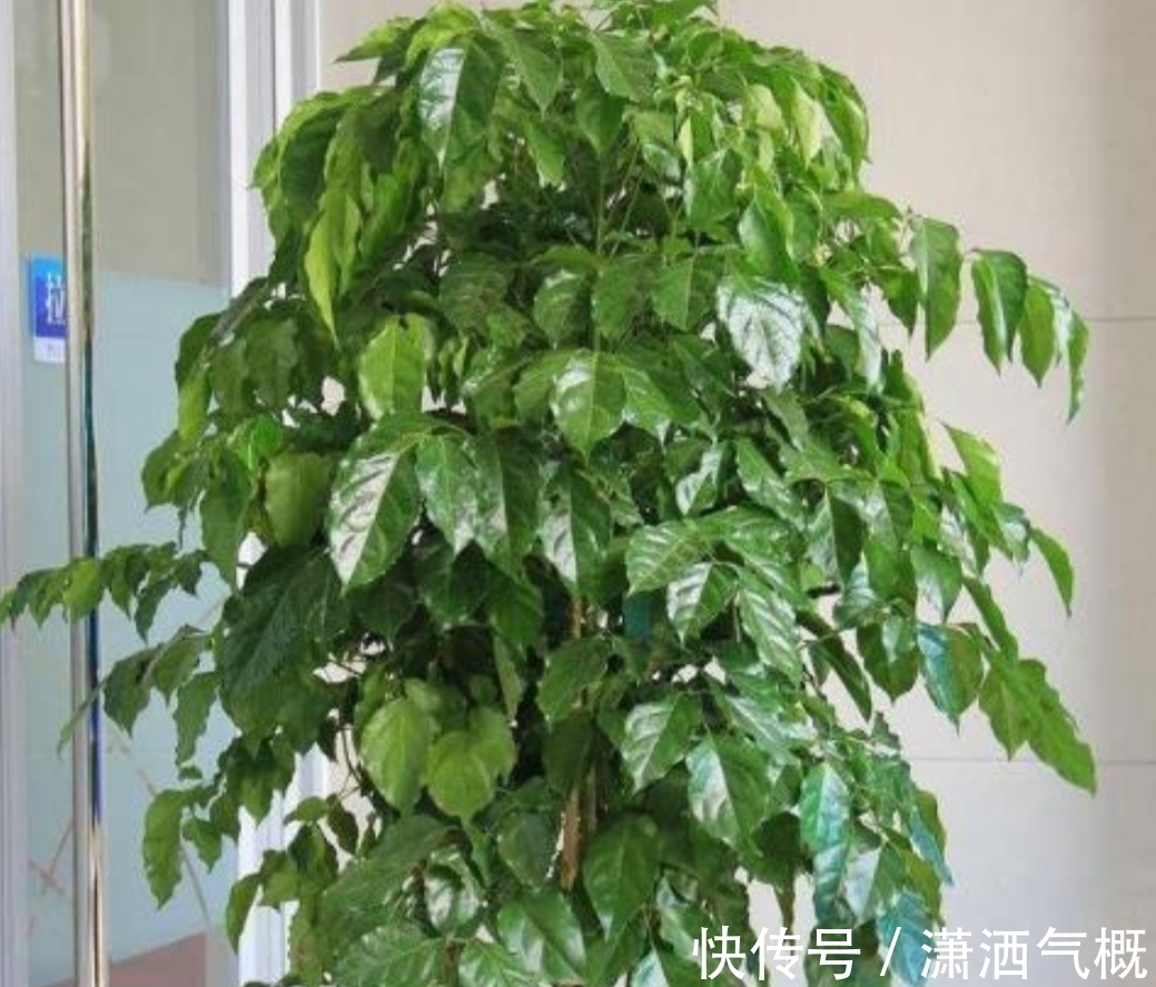 养幸福,树叶子发黄干枯,该如何解决?