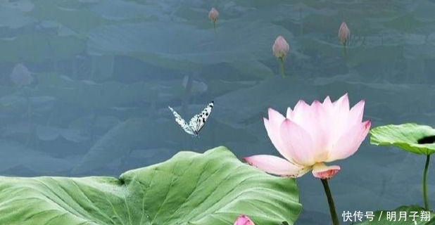 素有“花中之王”的几种花,堪称“开花机器”,美观又好养