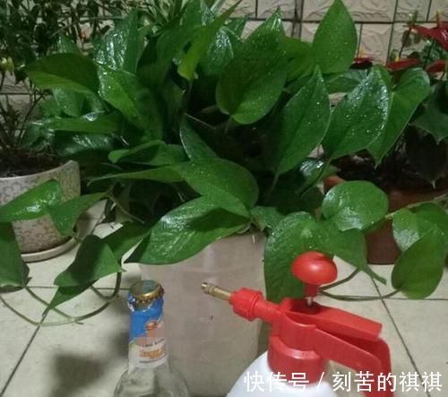 养花用什么水浇灌2种'万能浇花水',浇啥花都能越长越旺盛