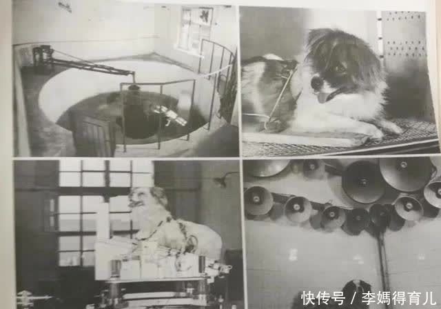 宇航员 第一个登上太空的宇航员,不是加加林,而是一只狗……