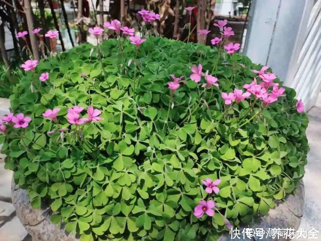 金银花|养到烦人的花，盆都不够用，扔掉还很心疼