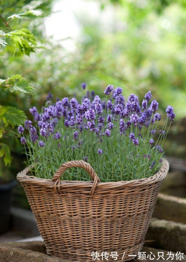 4种“杀菌花”,冬天养几盆,清香漂亮,空气清新,家里人少生病