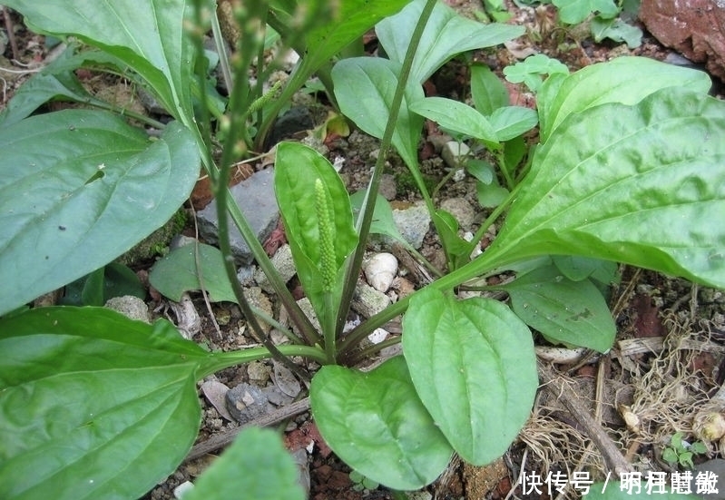 牛耳朵草|农田中的“害草”，看到要拔回家，好处不请自来，作用非常大