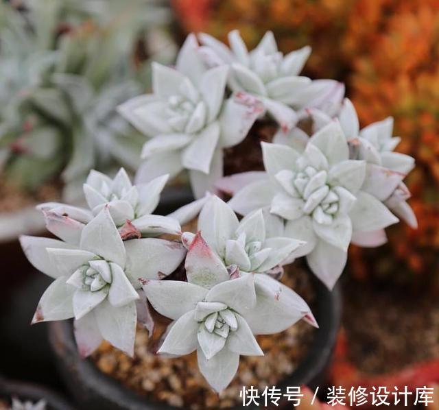 7种多肉“最难养”，一进夏天就挂，新手慎入