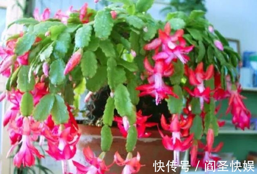 3种花“爱吃醋”，立秋后1个月喂“1杯”，叶油绿，花呼呼开！