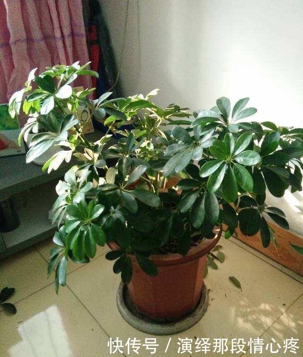 客厅养“3钱4财”，好看又好养，新手反倒看不上！