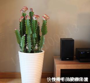 长寿花|客厅里养这6种植物,好养活、好打理、寿命很长、寓意还特别好