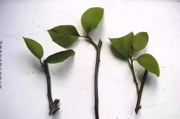 基部|月季、三角梅不生根剪1块海绵捂一捂,2周冒白根,长势喜人