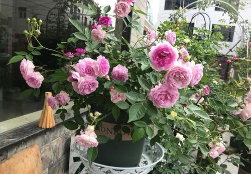 海神王|这些月季专为阳台而生,分枝多开花旺抗病性强,好养好看适合新手