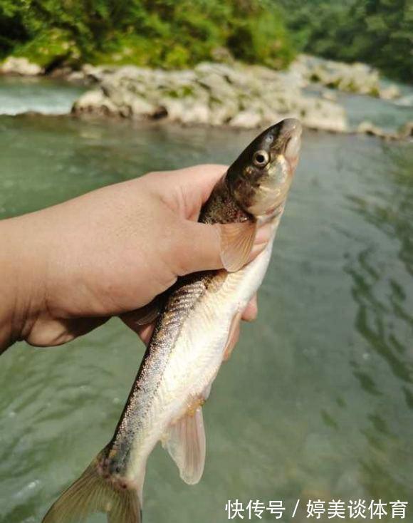 武陵山腹地现成群“奇鱼”,梭型无鳞,似从地下河游出