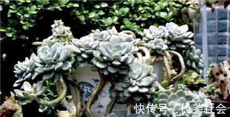 老桩|5种多肉,皮实又好养,独苗变老桩,长出状态美极了