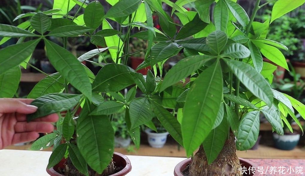 发财树|5月养发财树，别只靠浇水，用上“2种肥”，枝叶长得更繁茂
