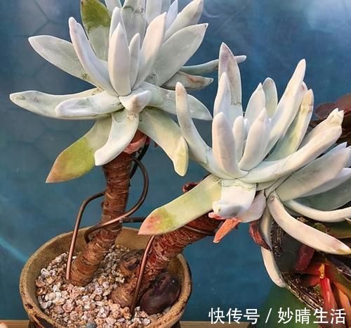 白豪|多肉趣味多！6种名字充满趣味性的多肉，你养过吗？