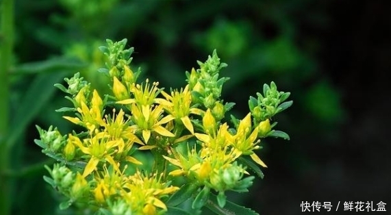 生命力|鄉(xiāng)下山坡的野草，傳說用金子也不換，吃它對(duì)心臟病有不錯(cuò)的療效