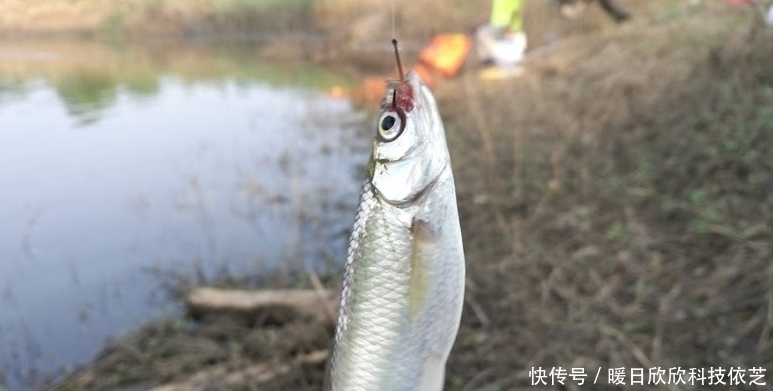钓饵|享受连竿的乐趣,野钓白条的技巧