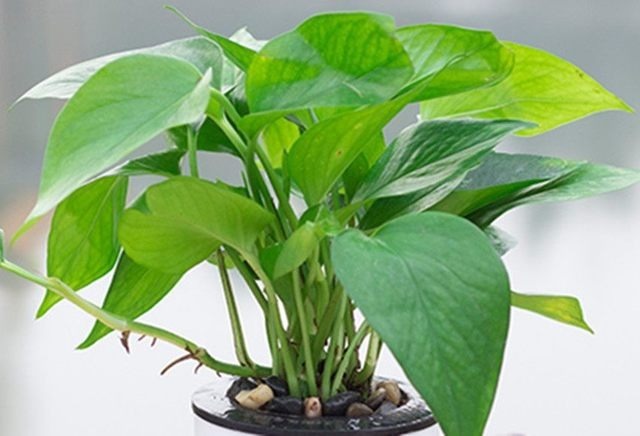 想要养好花！首先要让它营养均衡！这样才能年年开花！不黄叶枯萎