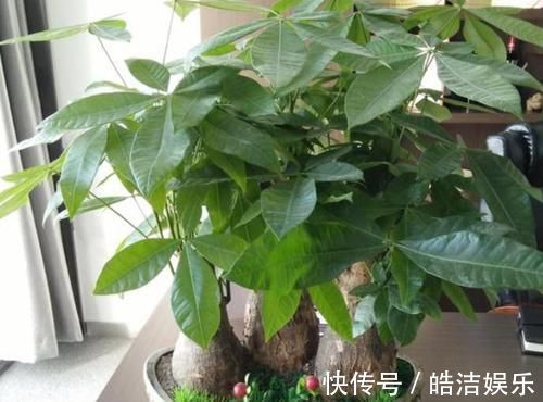 叶片|4种花很漂亮,养家里1盆,幸福、财源滚滚,一养就是10年!