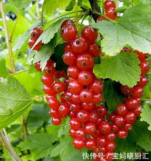 清甜|农村挂在树上的红玛瑙,色泽鲜艳果肉清甜,糖尿病患者也能吃