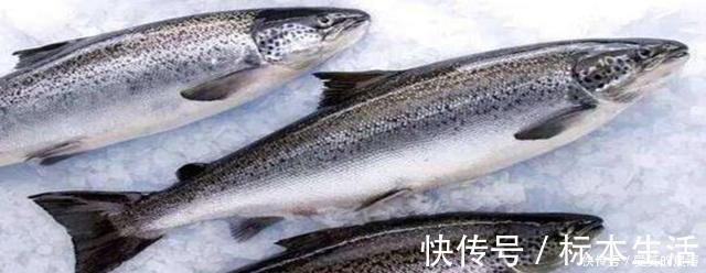 吃法|世界上最好吃的五种鱼,第一种浑身是毒,反而成为最高级的食材