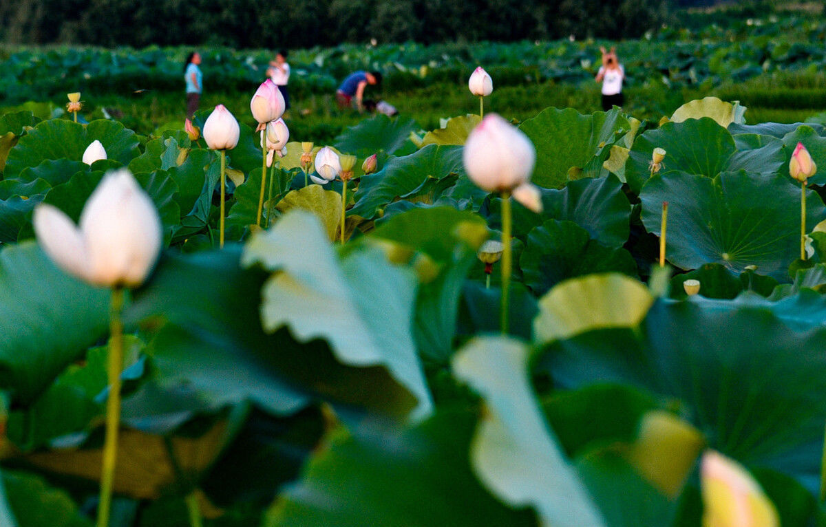 匈奴单于|王莽篡汉：干了许多蠢事，破坏汉匈关系，西汉雄风不再