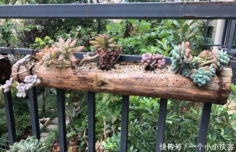 多肉盆栽:强迫症养多肉,必须整整齐齐,一颗也不能乱