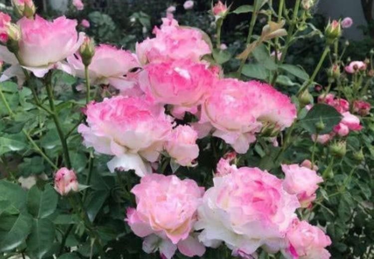 此款花草适合新手养殖,花开媲美玫瑰,花朵姿态万千,美