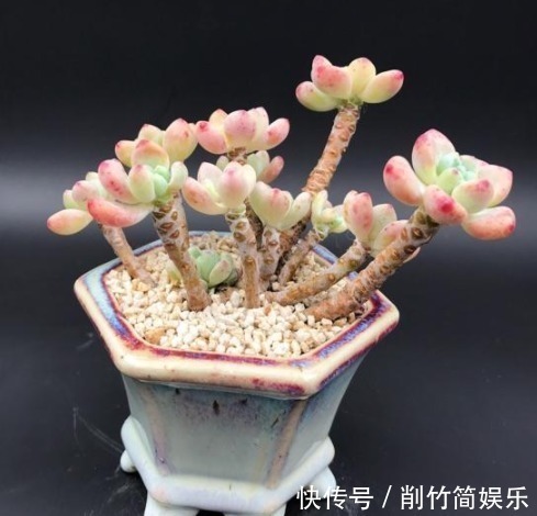 熊童子|多肉要想养爆盆,选对品种很重要!这些多肉超好养,分分钟养爆盆