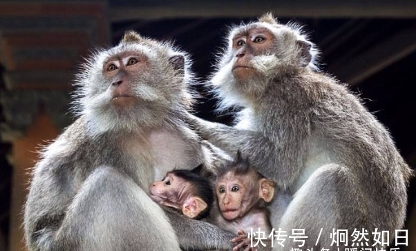 贵人|大金猴：哪月出生的属猴人，天生贵人多助，生意兴隆，看看有你吗