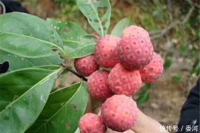 钱包|农村这种野果,长得像荔枝可以酿酒,有人靠它让钱包变得越来越鼓