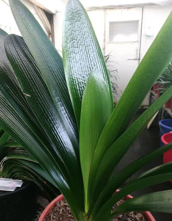 春天君子兰,能长8片叶?很简单,满足4个小条件就好啦