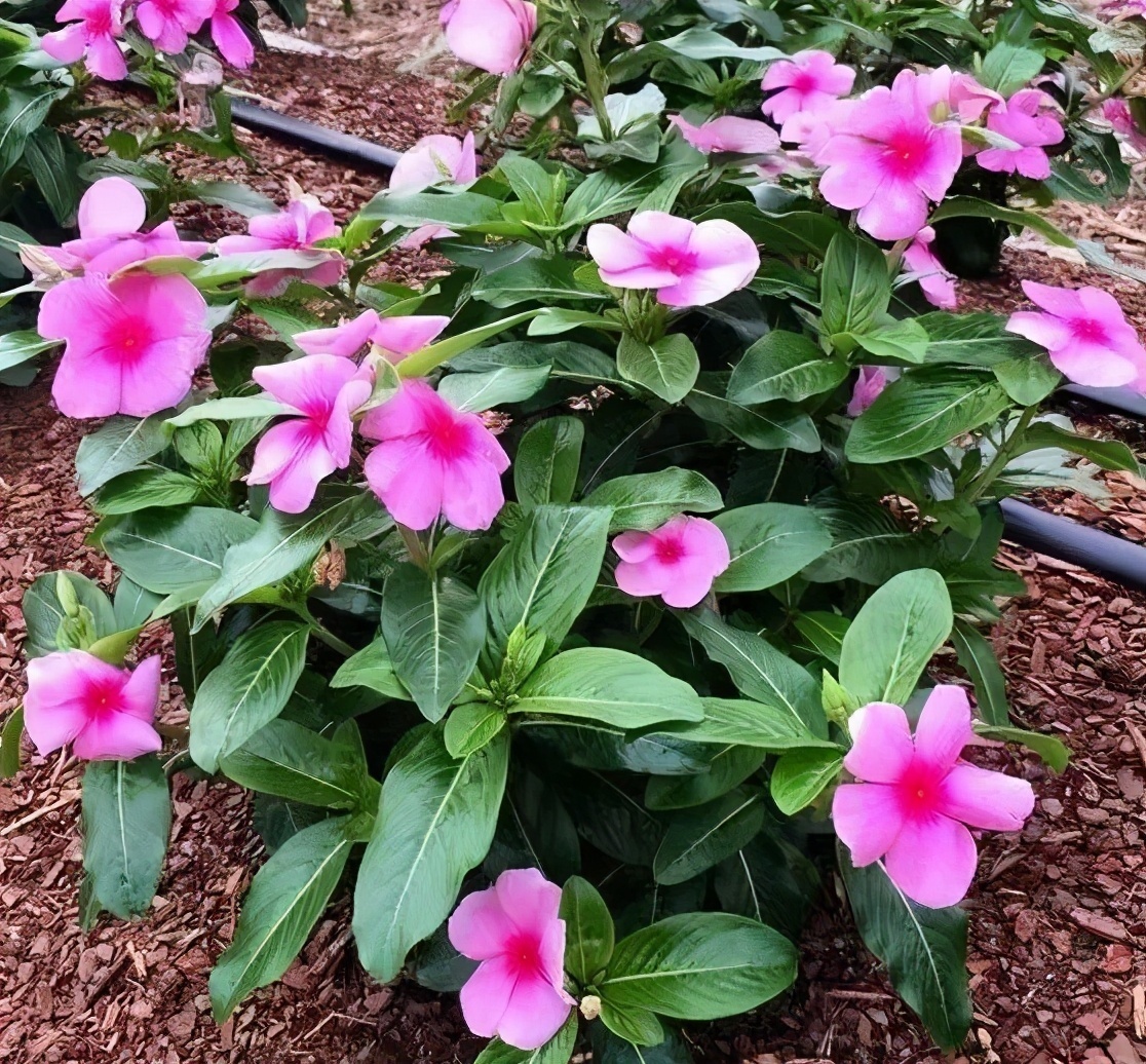 养花就该学学古人,4句养花谚语,句句在理