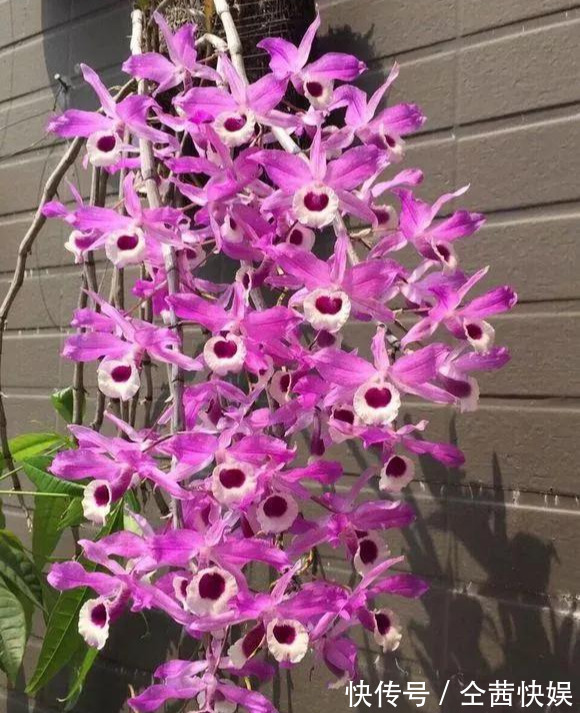 棕榈皮|门前石头上长了一丛草,朋友出1000元来买,开起花来真漂亮!