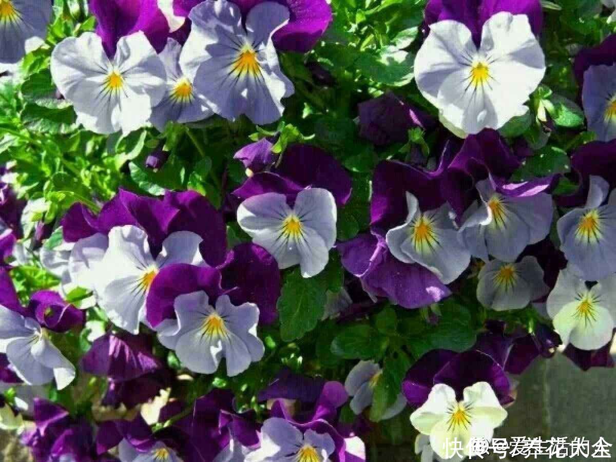 3种花就适合养满窗台，一开花犹如花海，满屋都是花