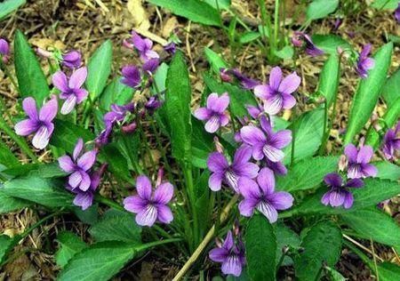 小花|若你在野外有幸遇见它们,请好好珍惜,药用价值极高,可遇不可求
