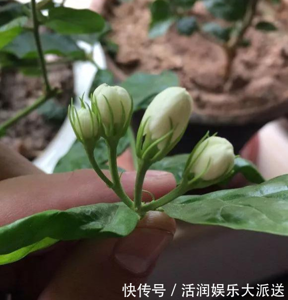 淘米水啤酒水,真不如这种水,养花一绝,浇一盆旺一盆