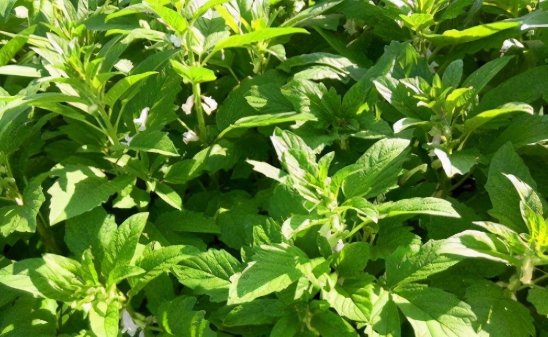 延缓衰老|女人想要好气色,3种食物换着吃,补充雌激素,延缓衰老