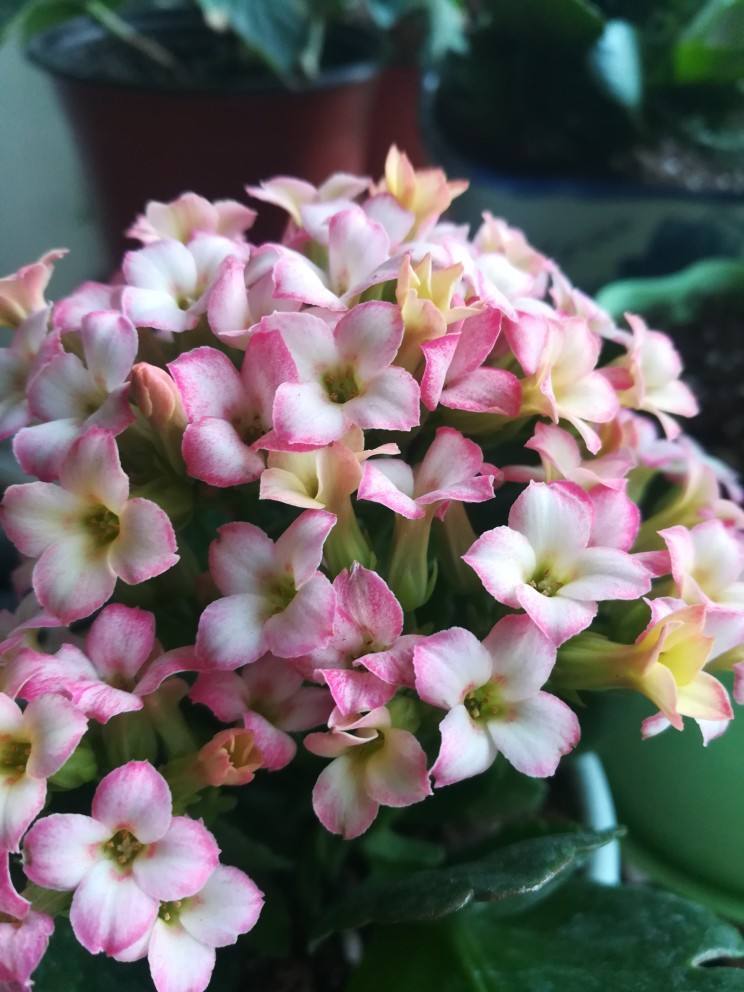 花色|75个长寿花品种,一个比一个美,一起来认识一下吧!