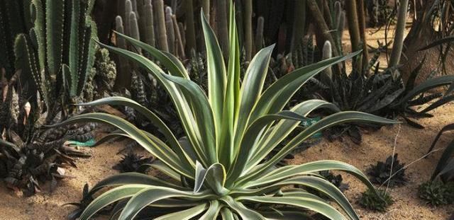 这种盆栽绿植,耐旱性强,叶缘有非常清晰的黄色镶边