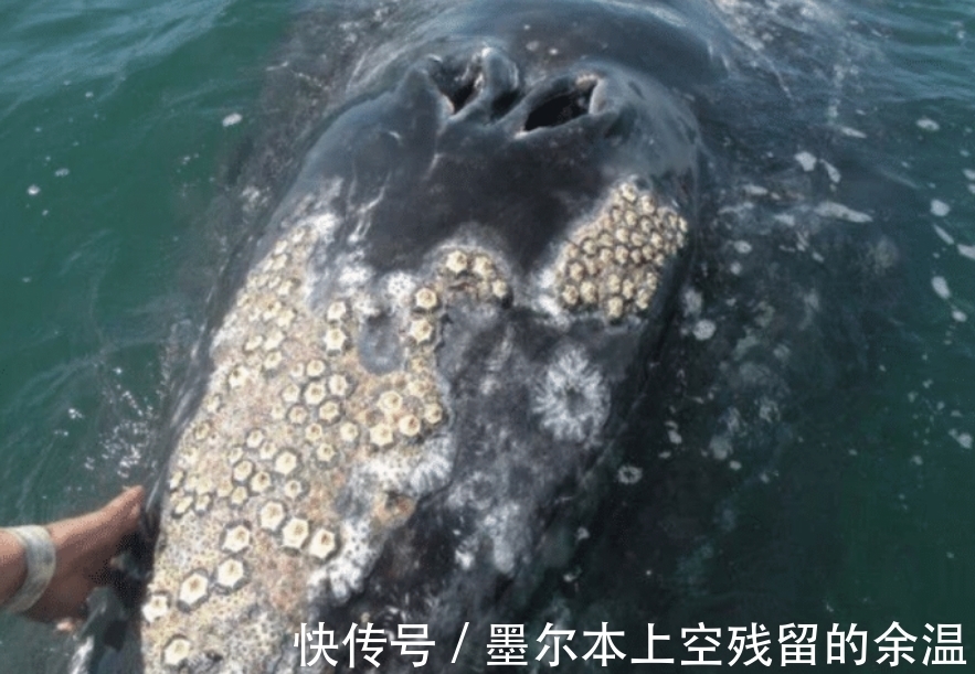 国产视频生成大模型“海螺23”发布三大技术取得突破能“一键成片”(图1) 国产视频生成大模型“海螺23”发布三大技术取得突破能“一键成片”