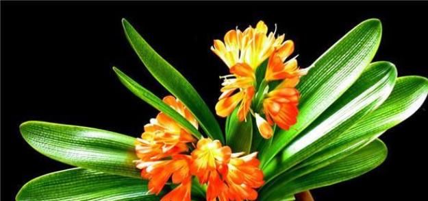  方法|君子兰夹箭，叶子长歪的正确处理方法