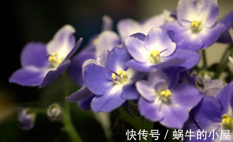 叶厚|农历7月30日开始,养花养个耐看的,耐晒又耐热,花色艳丽