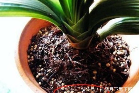 君子兰生长慢不开花,老婆使劲在盆里放“它”,叶子肥又绿开花了