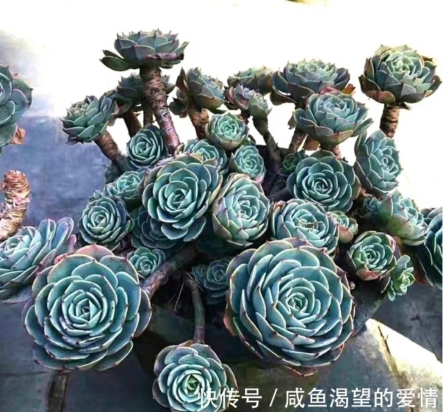 养多肉都喜欢大老桩?这10个品种全是“大粗腿”,越养越好看!