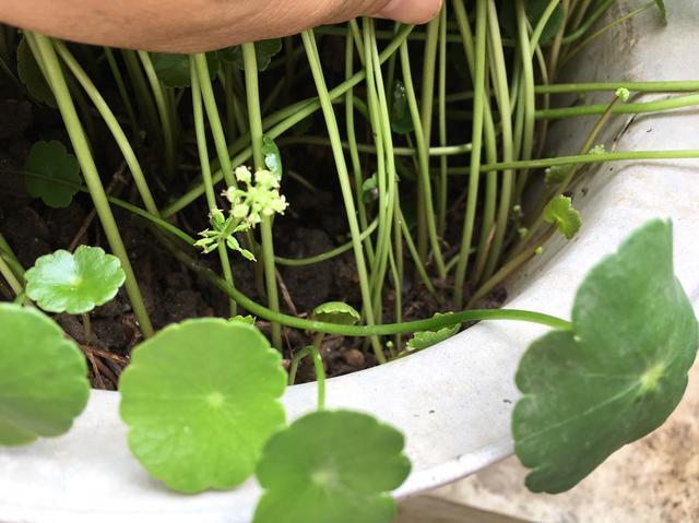 铜钱草叶子小,4个简单“小技巧”,一个月疯长爆盆,叶大又圆!